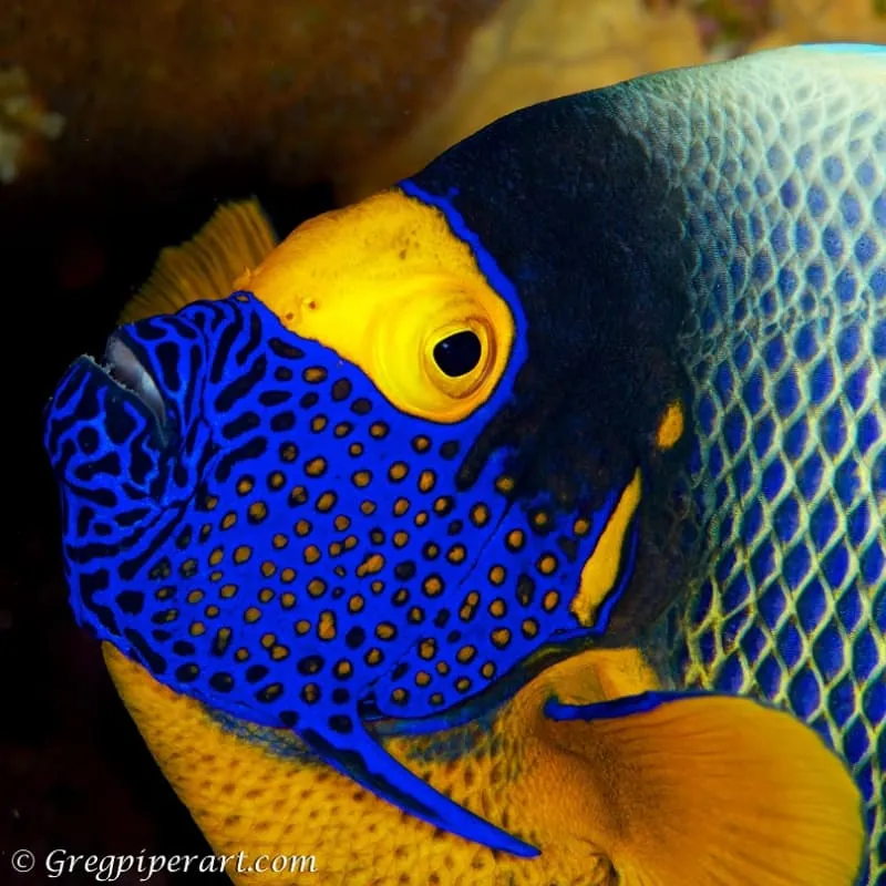 Candidasa Scuba Diving Bali - Gallery 3